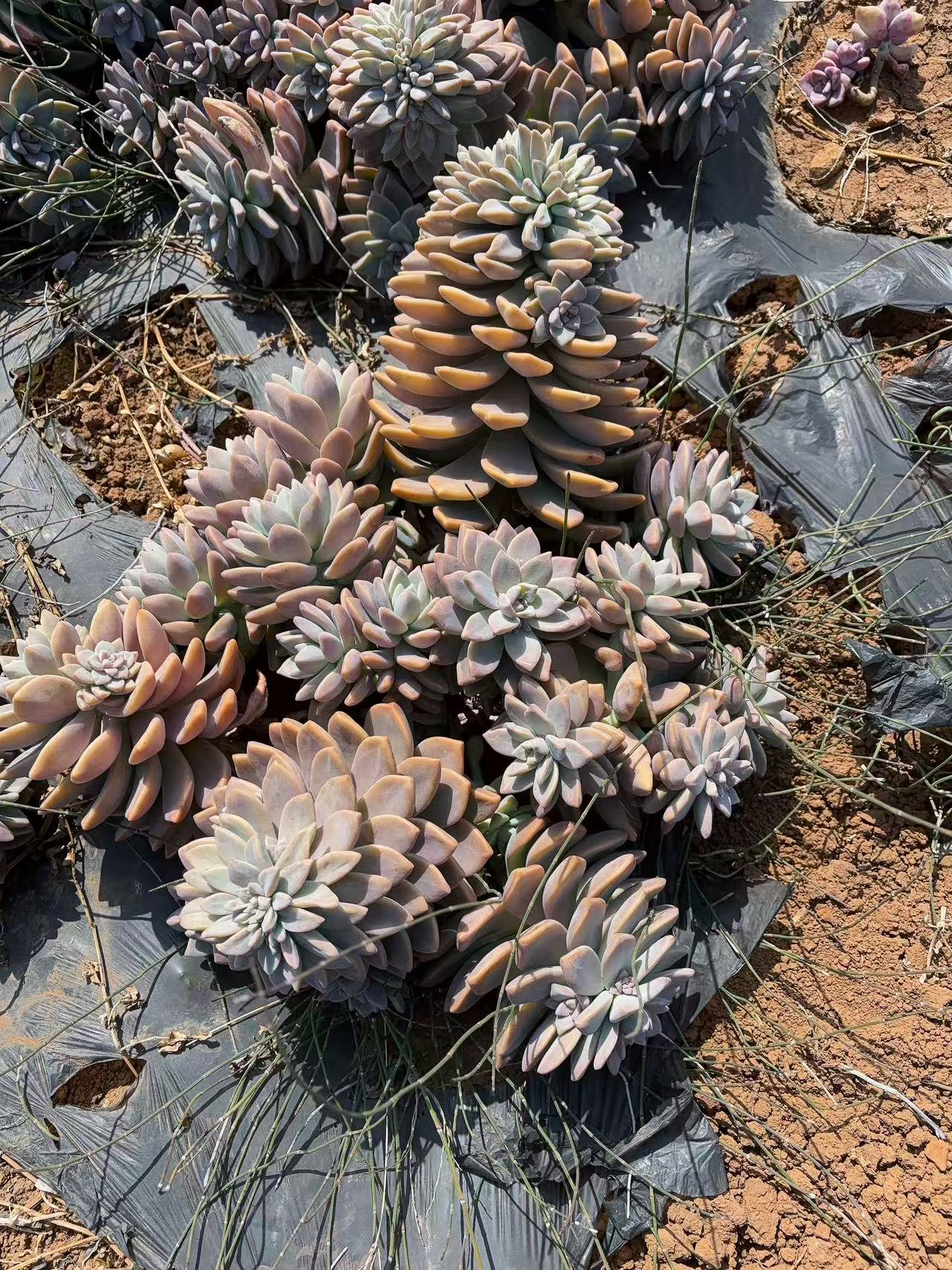 飘枝淡雪  精品多肉 新手好栽 好养 云南昆明发货