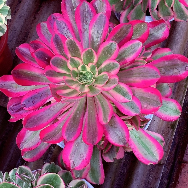 粉体美杜莎啊啊啊啊