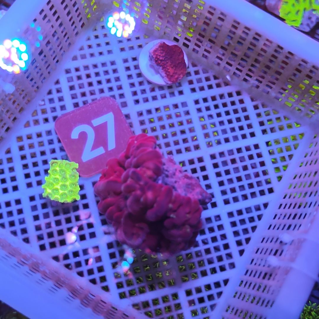 中国大陆27 号框直播间挑选