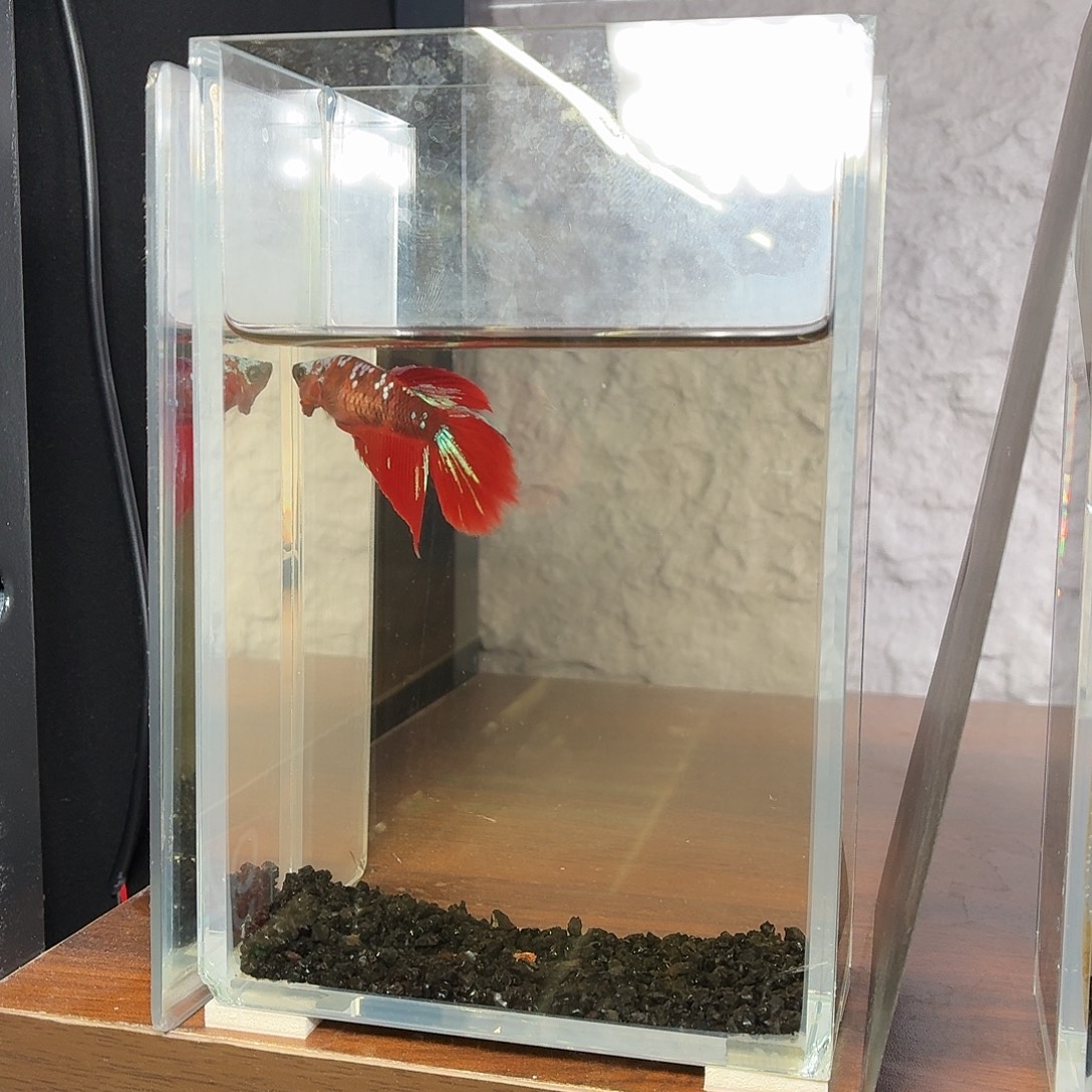 斗鱼彩金黑凤凰半月母鱼