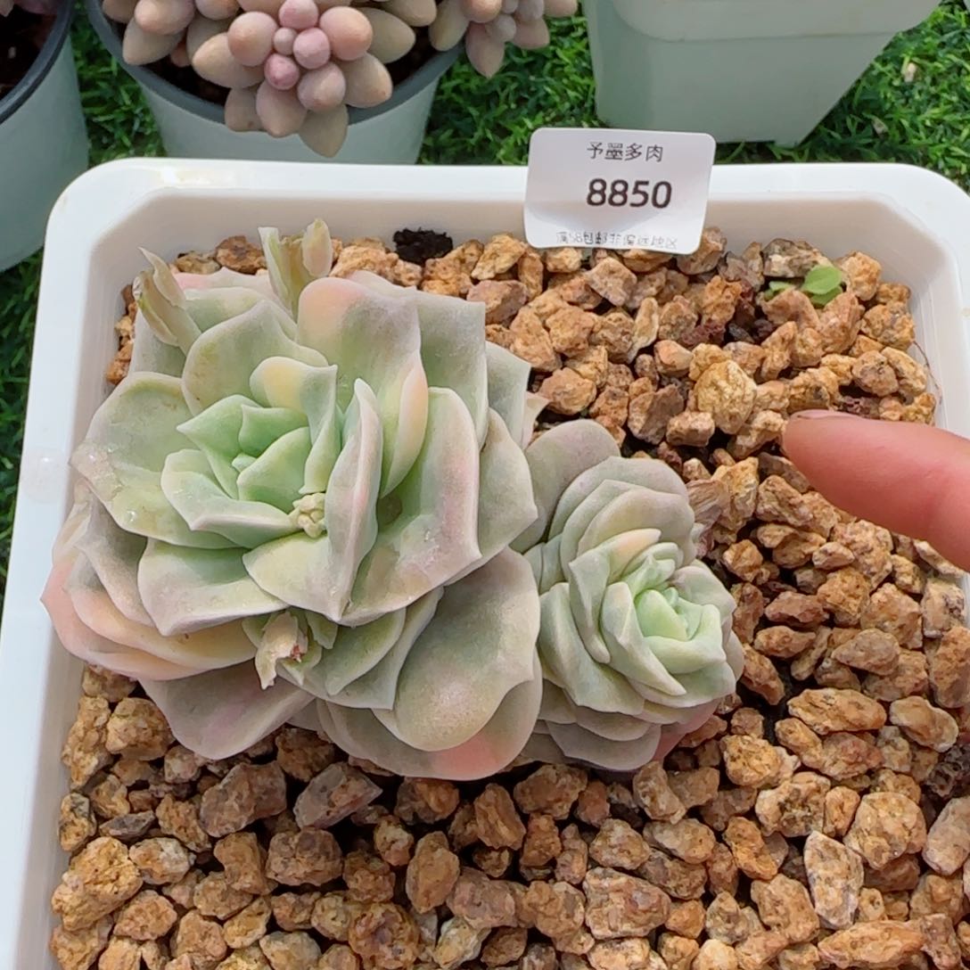 可爱玫瑰锦，8850多肉植物