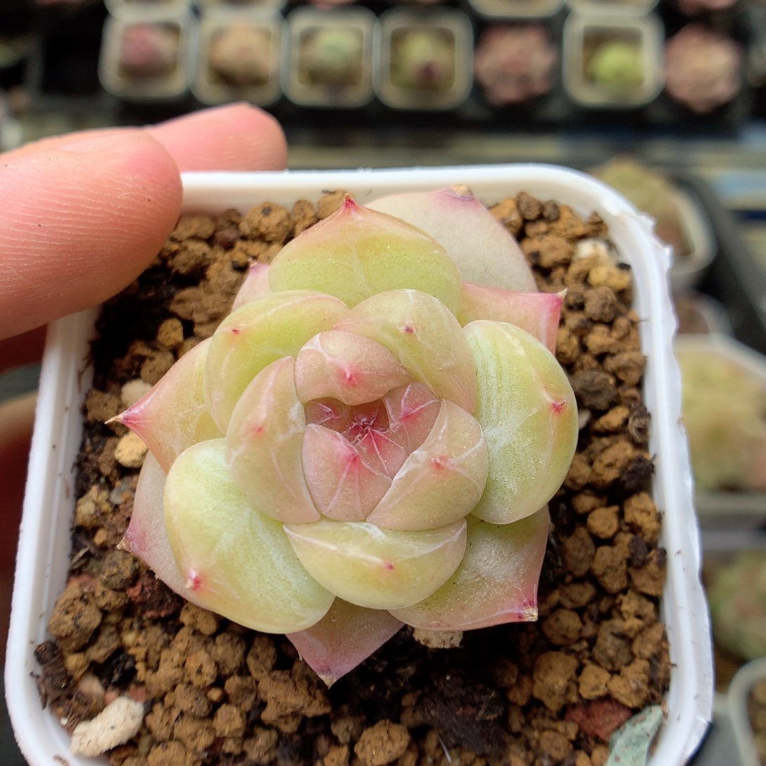 G139 ，20包邮两天凑单偏远不发货