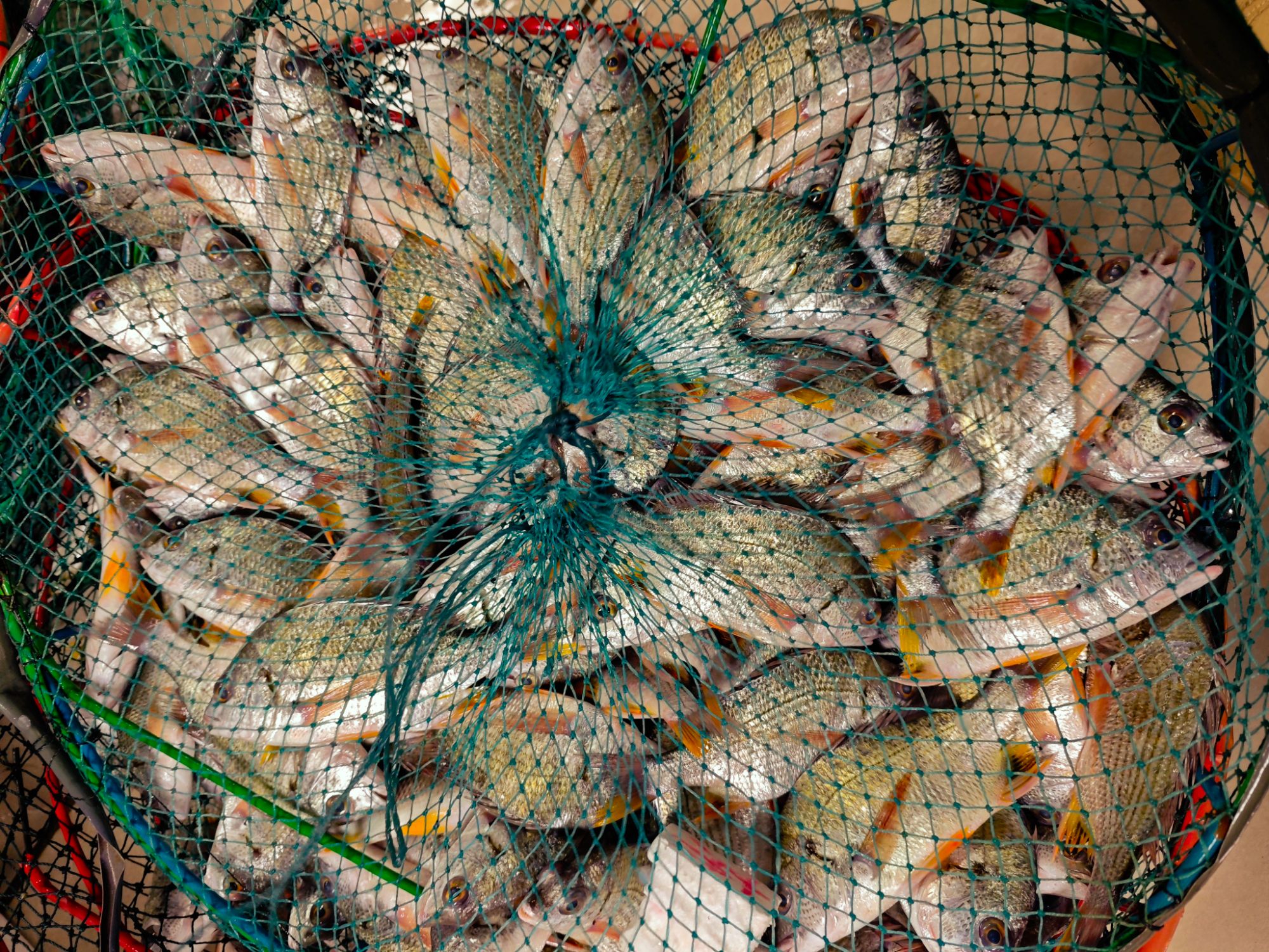 野生小小只黄翅鱼 【 规格有大有小、介意勿拍】 顺丰新鲜到家