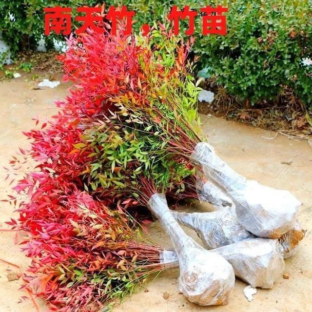 庭院南天竹老桩水培耐寒大型绿植盆栽客厅冬天室外北方室内