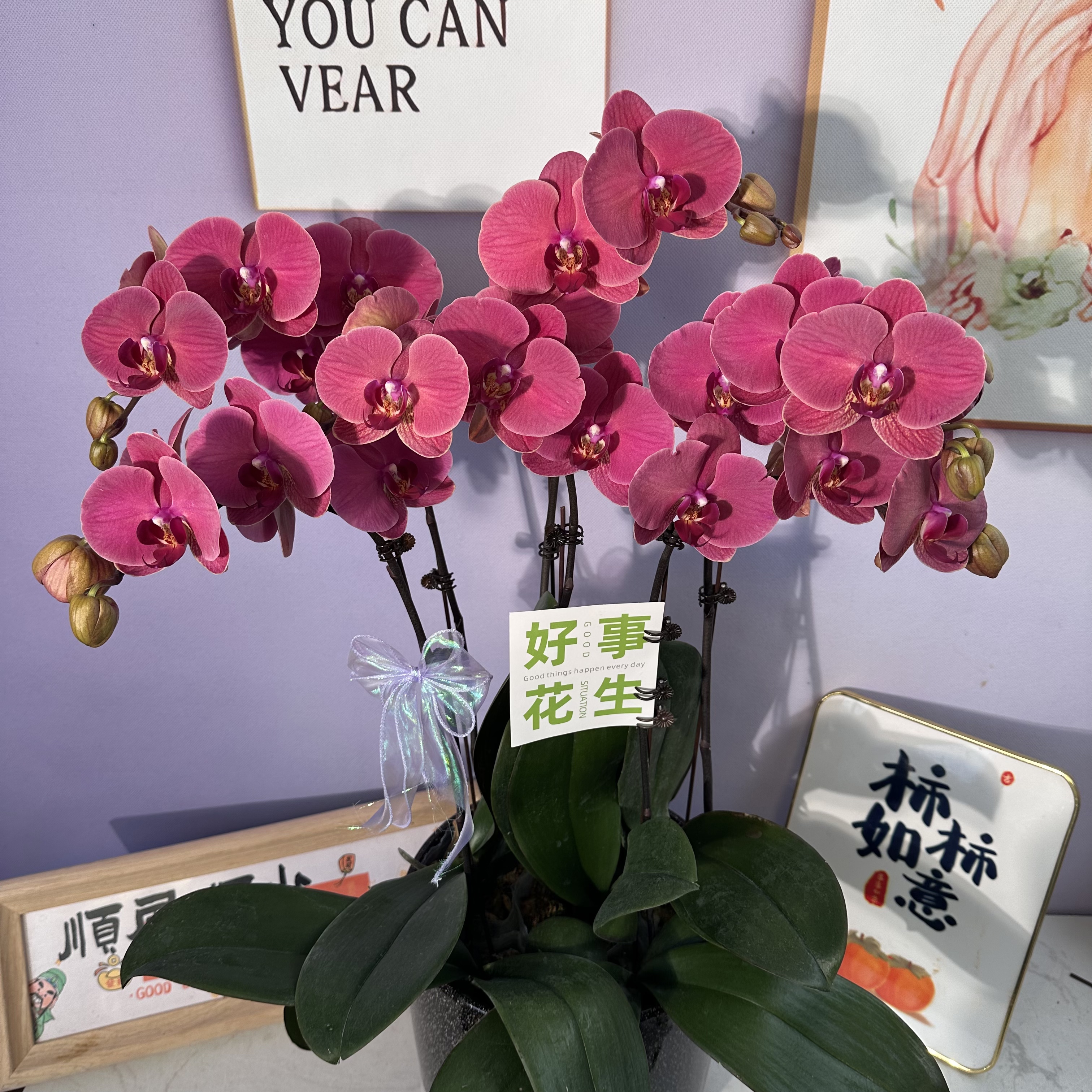 A3【砂糖橘】中大花型，复古颜色，带花苞送花盆花期长