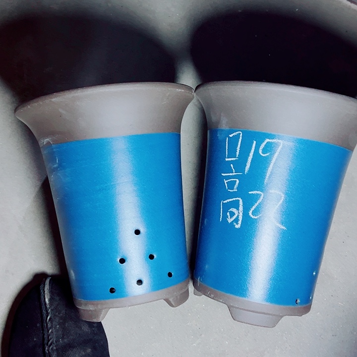 红陶紫砂紫砂紫砂