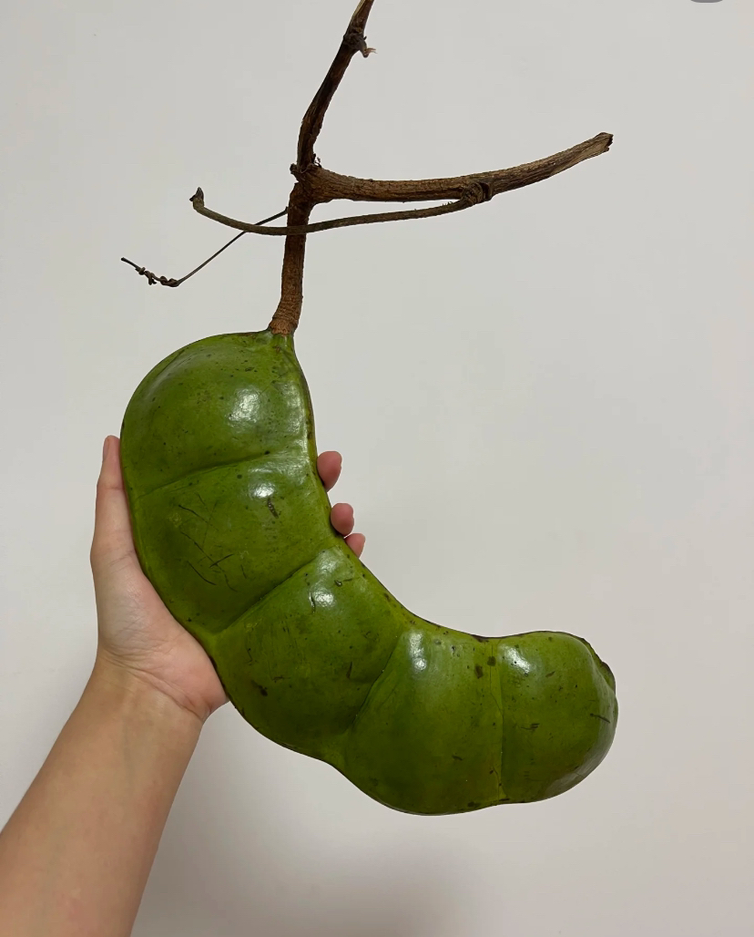 陶思阁专用链接平安豆榼藤豆荚大豆荚罗汉豆