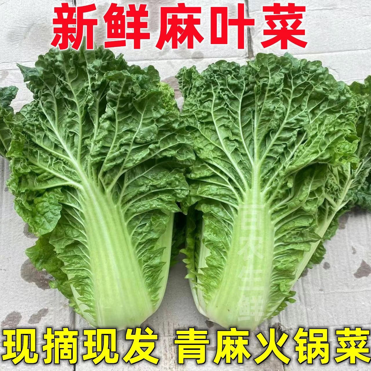 贵州高山露天种植新鲜麻叶白菜青麻火锅菜新鲜蔬菜一整箱叶子无筋