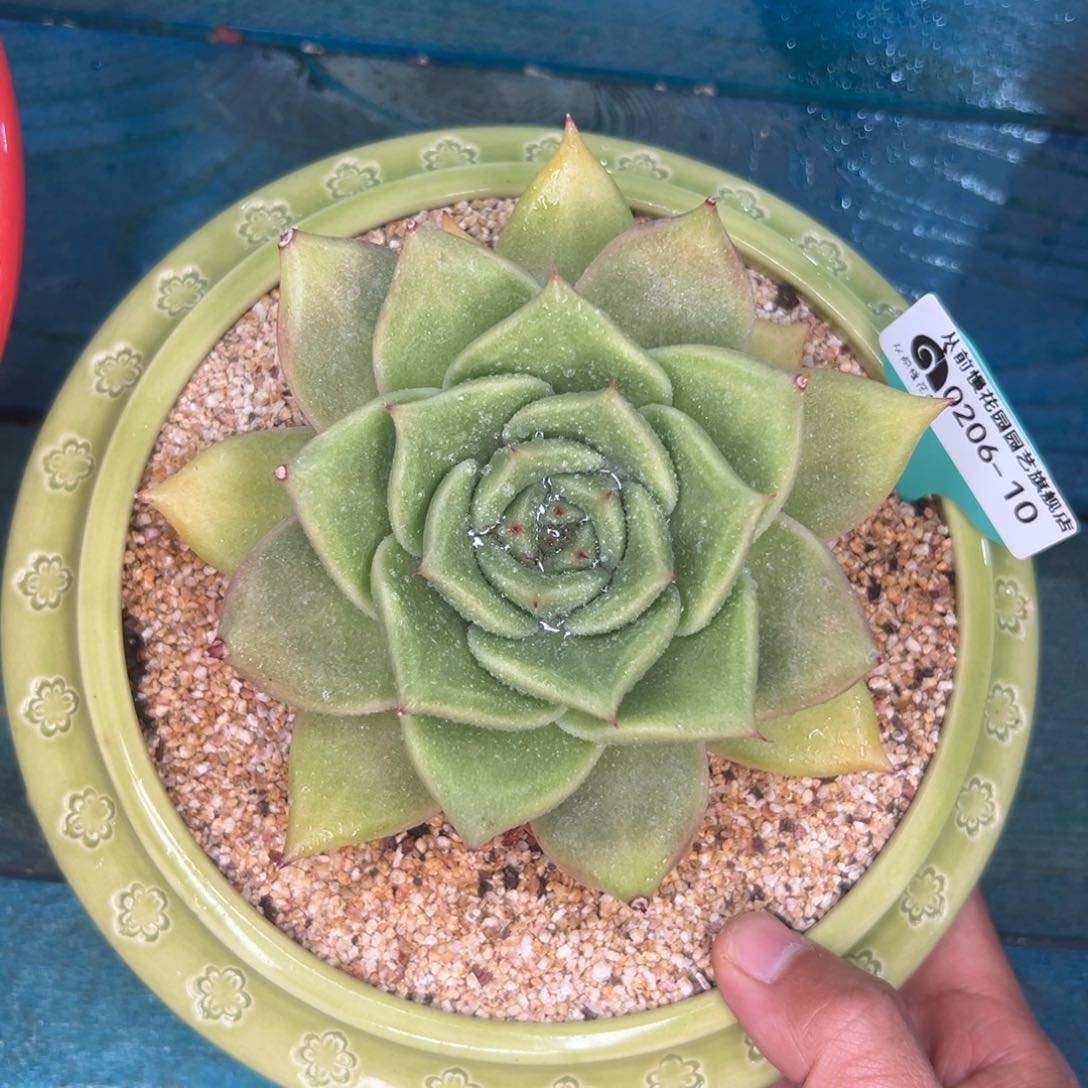 多肉一物一拍0206-10西班牙