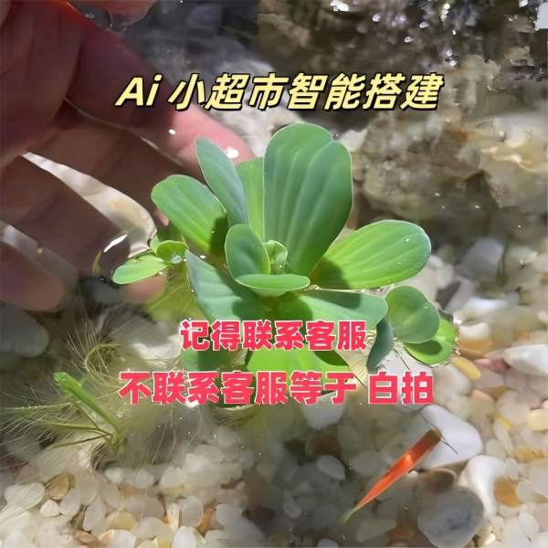水芙蓉【找左下角客服搭建】水草植物净化水质水生种子苗