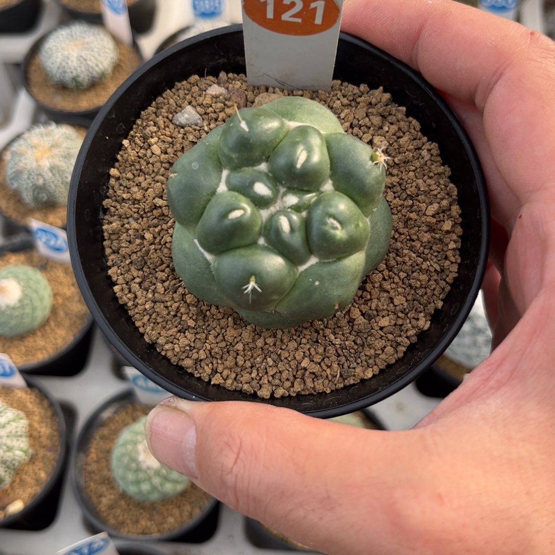 121萝卜根无刺象牙带盆带土