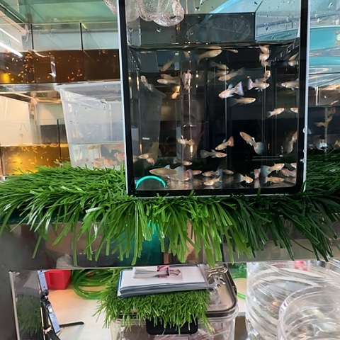 孔雀鱼蓝白飞船压成25条母20条公被损5条