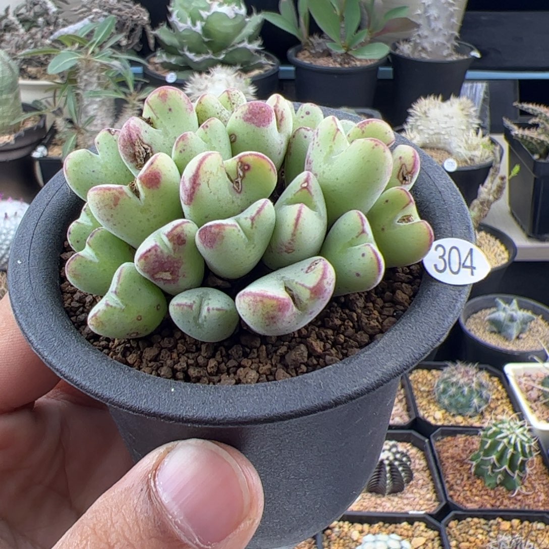 口笛肉锥一物一拍304