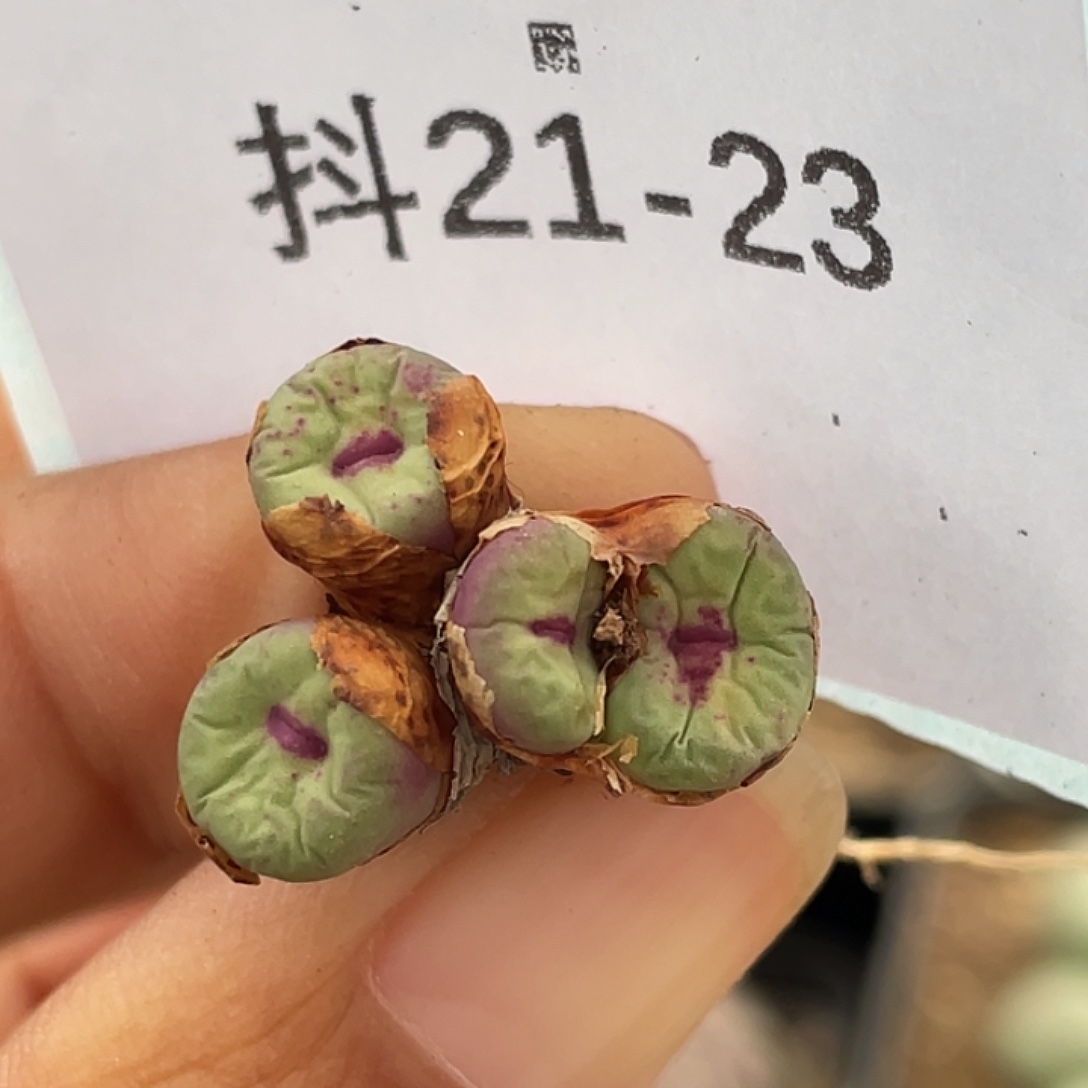 21-23嘴多肉植物肉锥