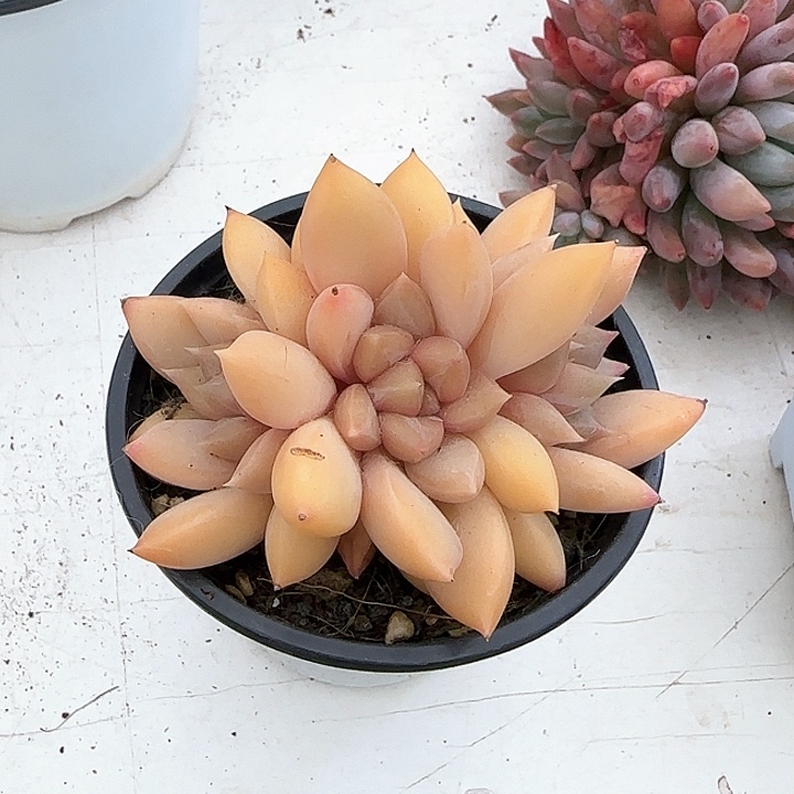 青蛙王子儿童牙膏111