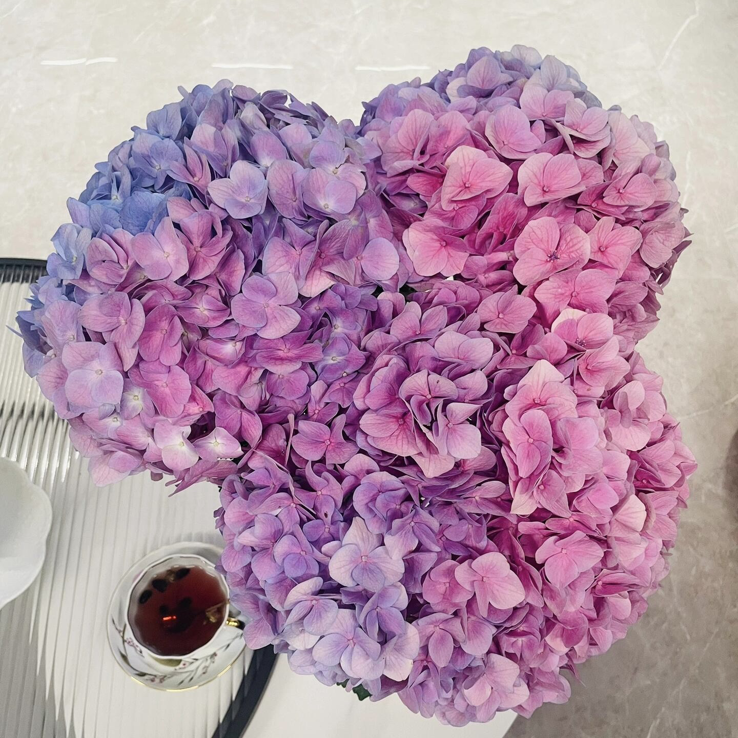 马卡龙绣球花卉鲜花花期粉紫色渐变色稀有品种水养避免风吹日晒