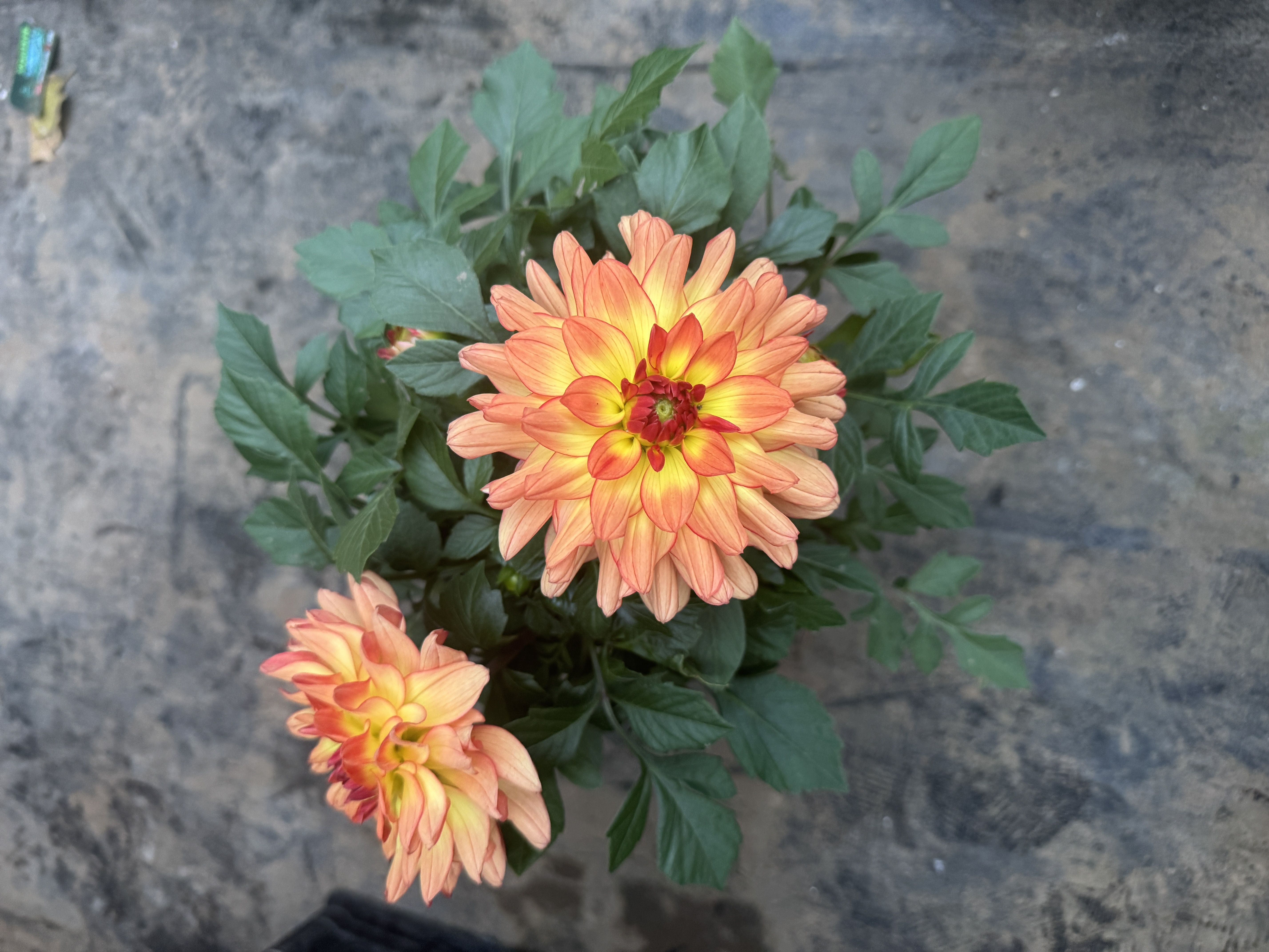 【日落】小丽花盆栽花苗带花苞发货室外好养多年生草本花卉