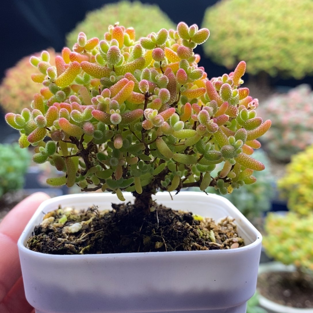 無***.434蜜橘糖球 。      