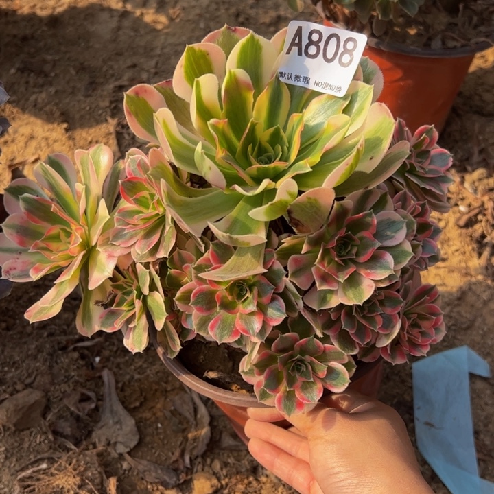 粉女郎多肉植物808.