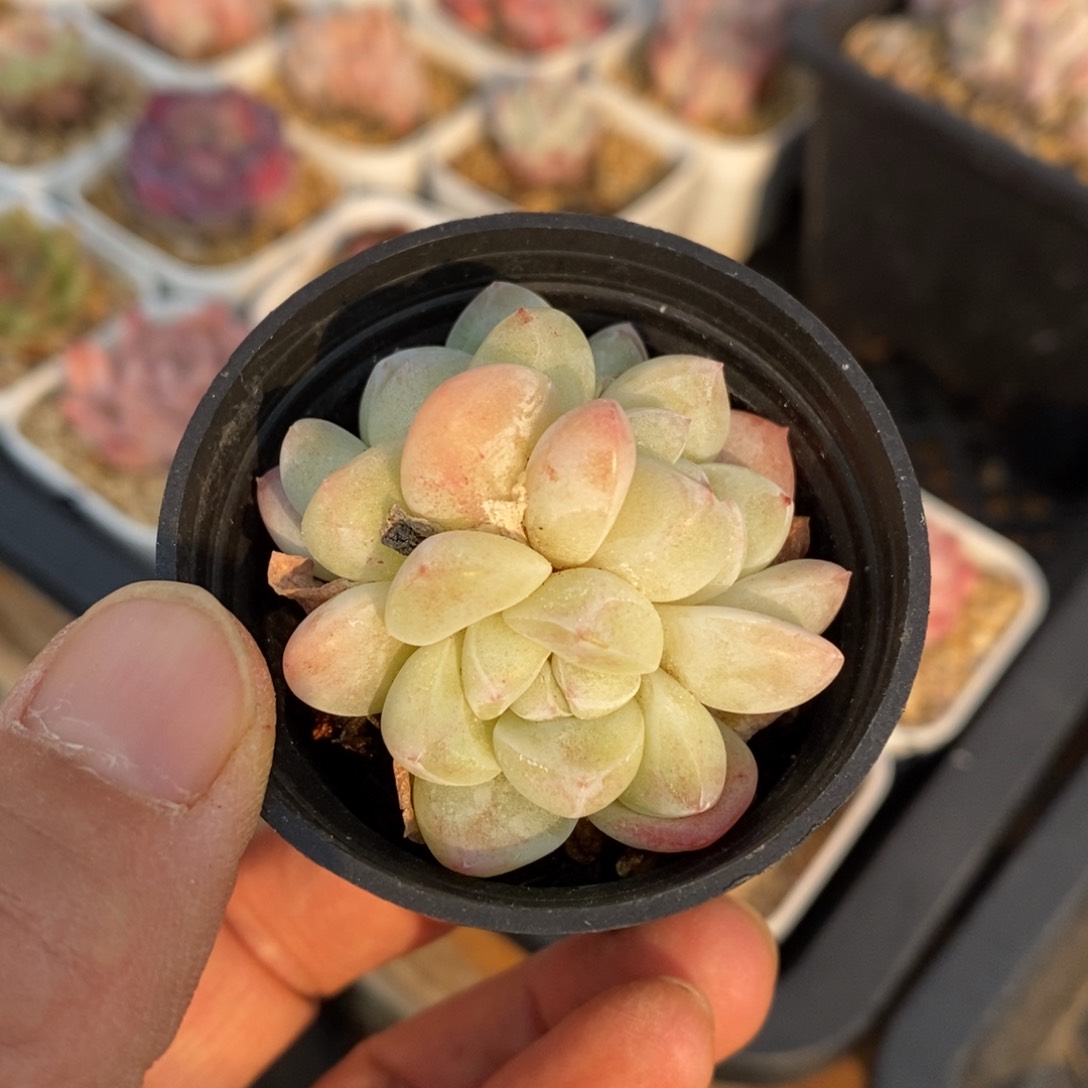 精品多肉一物一拍不包整606