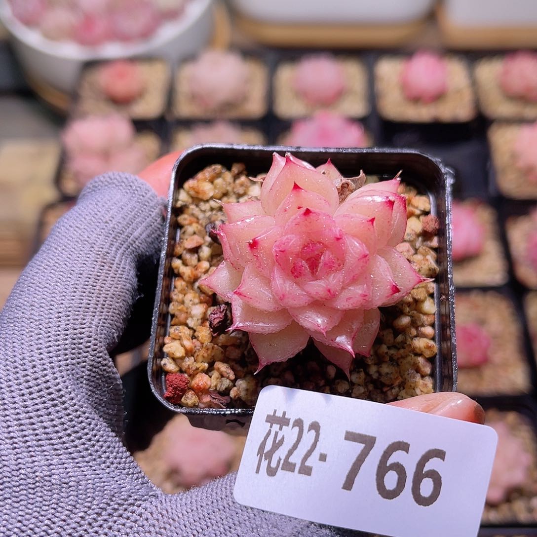 花 22-766麦秆带仔