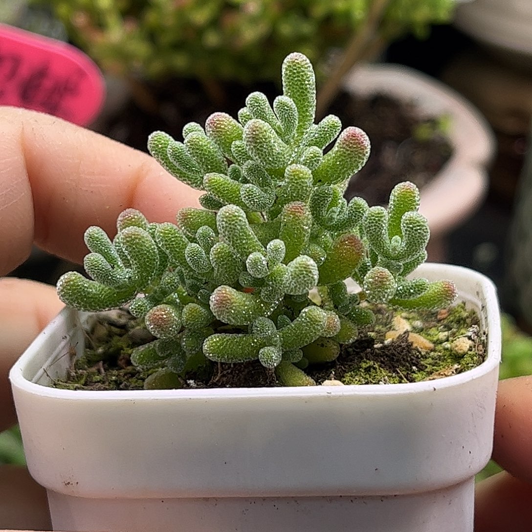 23实生冰晶优选枝干番杏