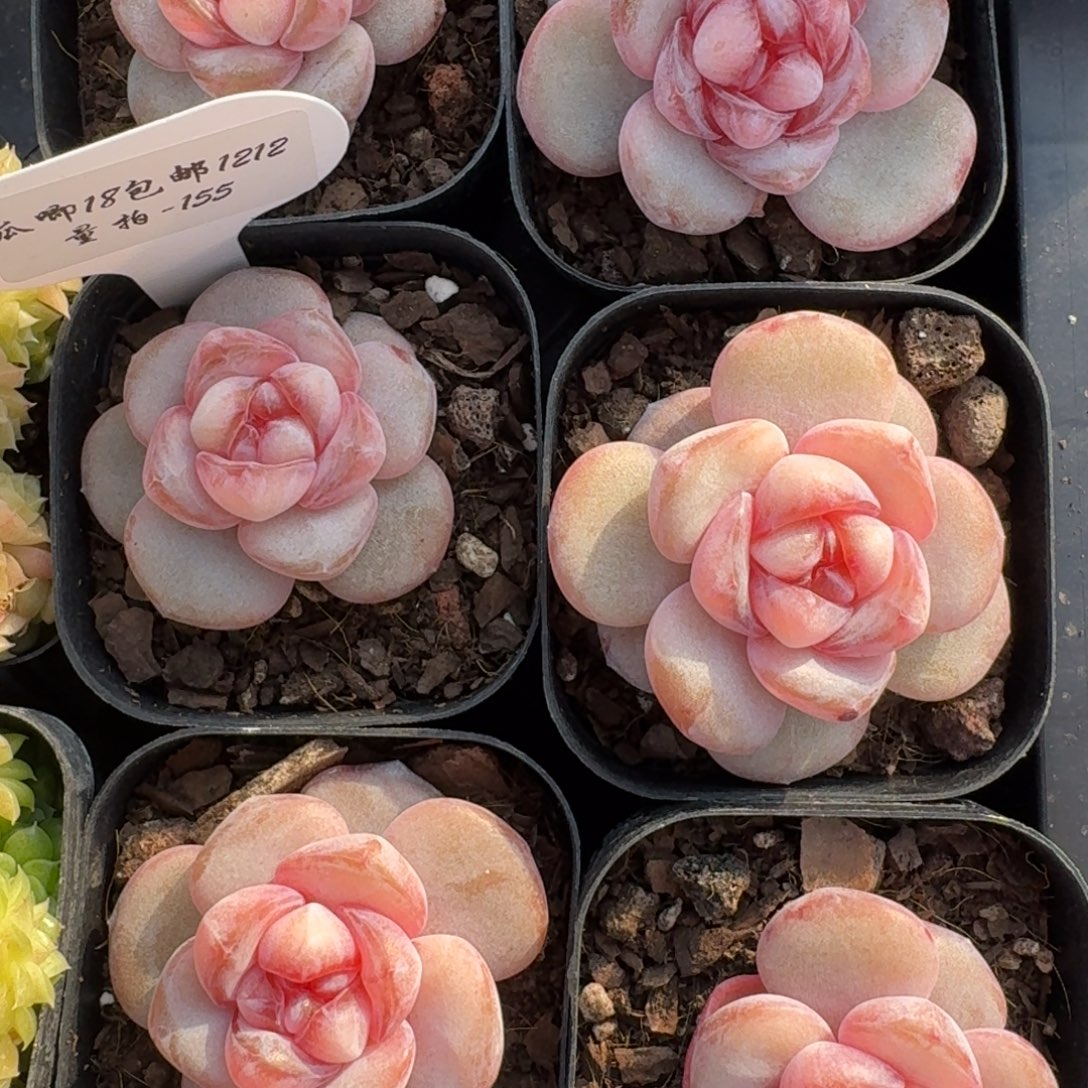 1212-155-紫罗兰果汁单头一颗多肉