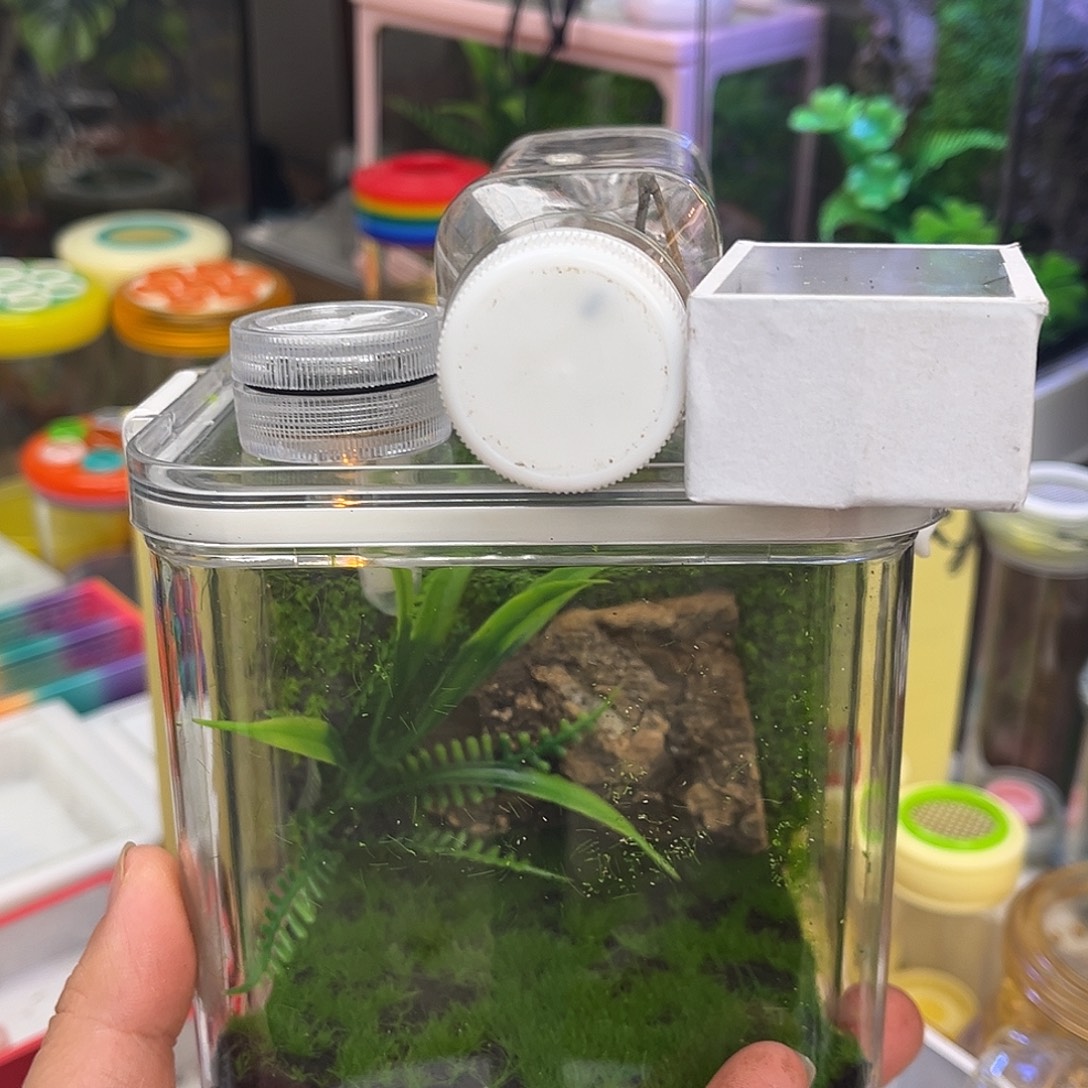 生态箱➕蛙坊竹铃哈