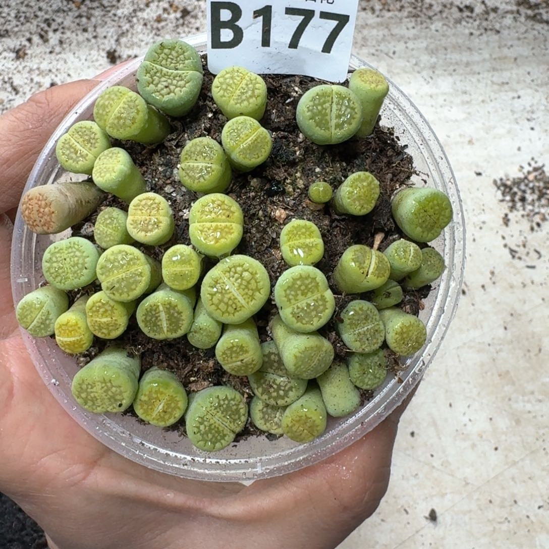 B177 黄巴离一盒多肉植物