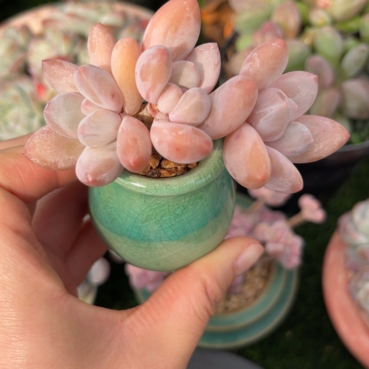 香水多肉老庄带盆发货……