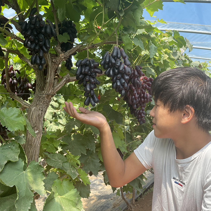 甜蜜蓝宝石葡萄树苗一物一拍