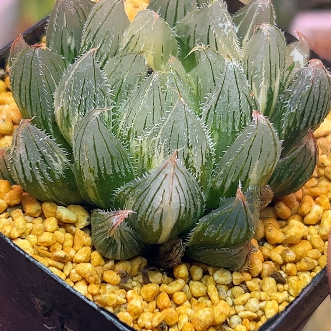 毛玉露锦十二卷多肉植物