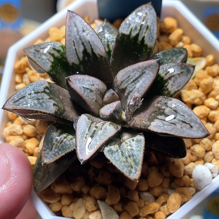 496德鲁白texuanfuli