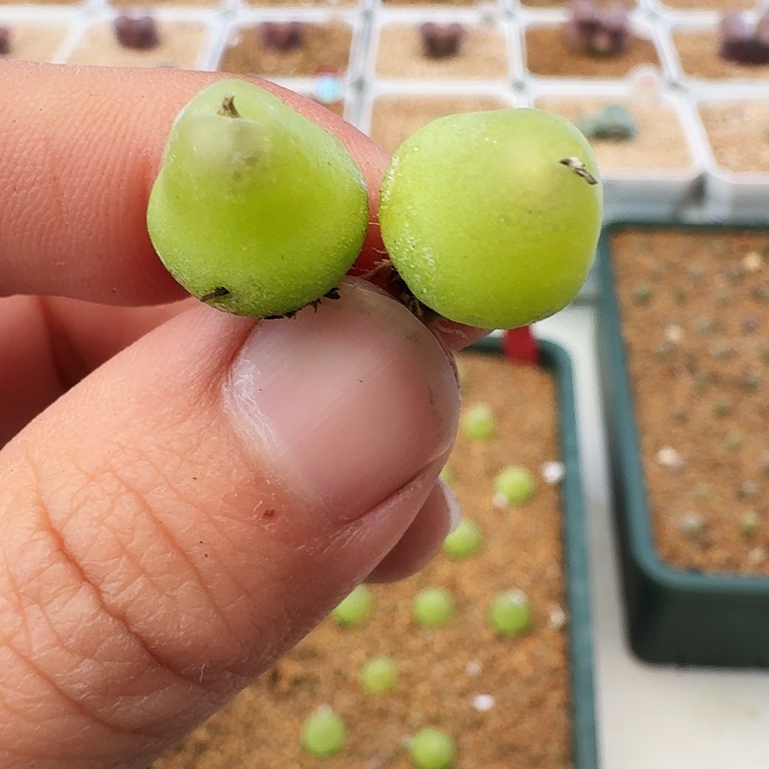 懒***。多肉植物福利肉锥320一个月售后