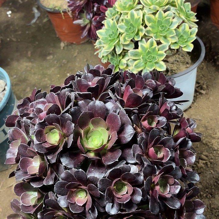 多肉植物法师欧紫31