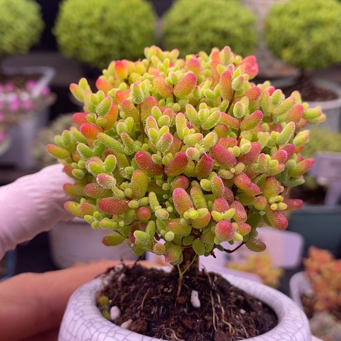 57蜜橘糖球。    