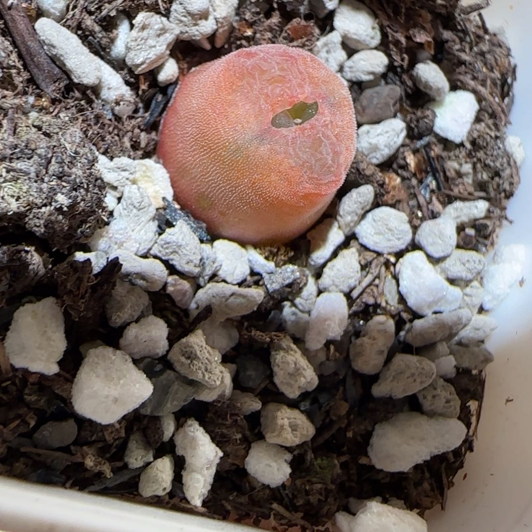 肉锥多肉植物百科-10km风铃908