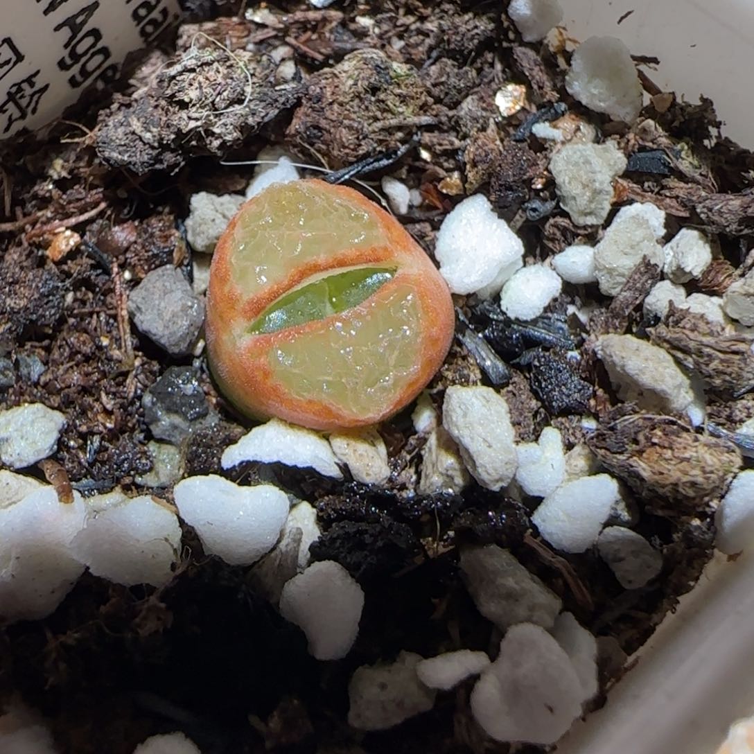 肉锥多肉植物百科-1797.7风铃1189