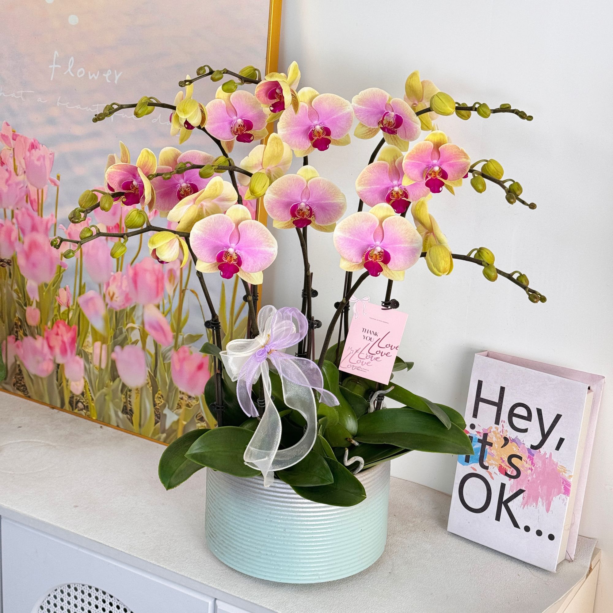 【蒙娜丽莎】白色优雅高贵花系列蝴蝶兰 好养带花带花苞