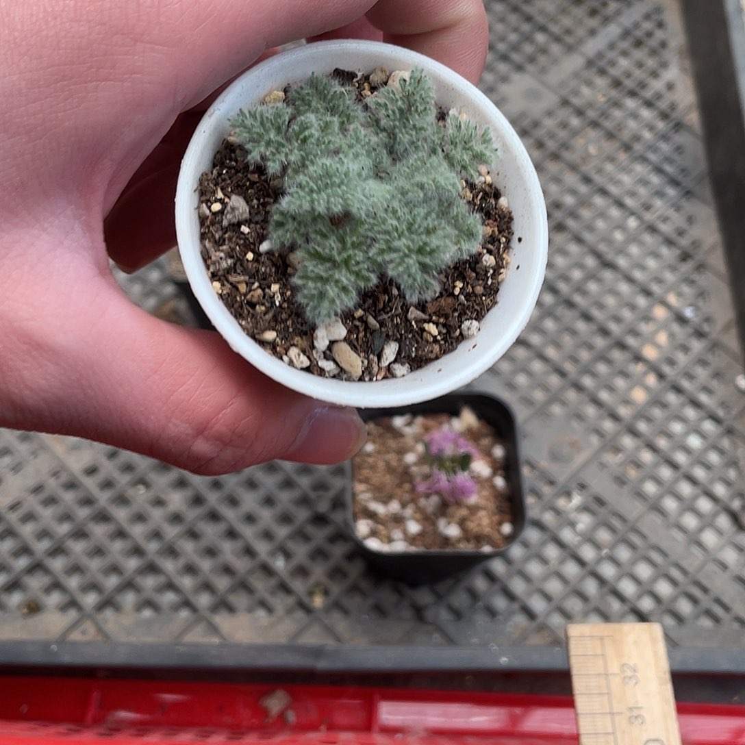 189羽叶洋葵（满18包邮）