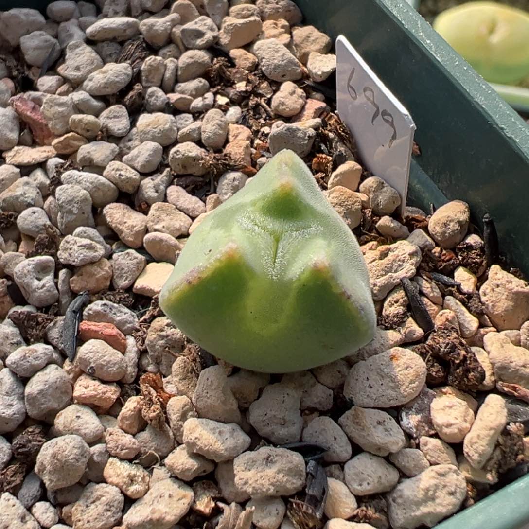 空蝉奔奔多肉多肉