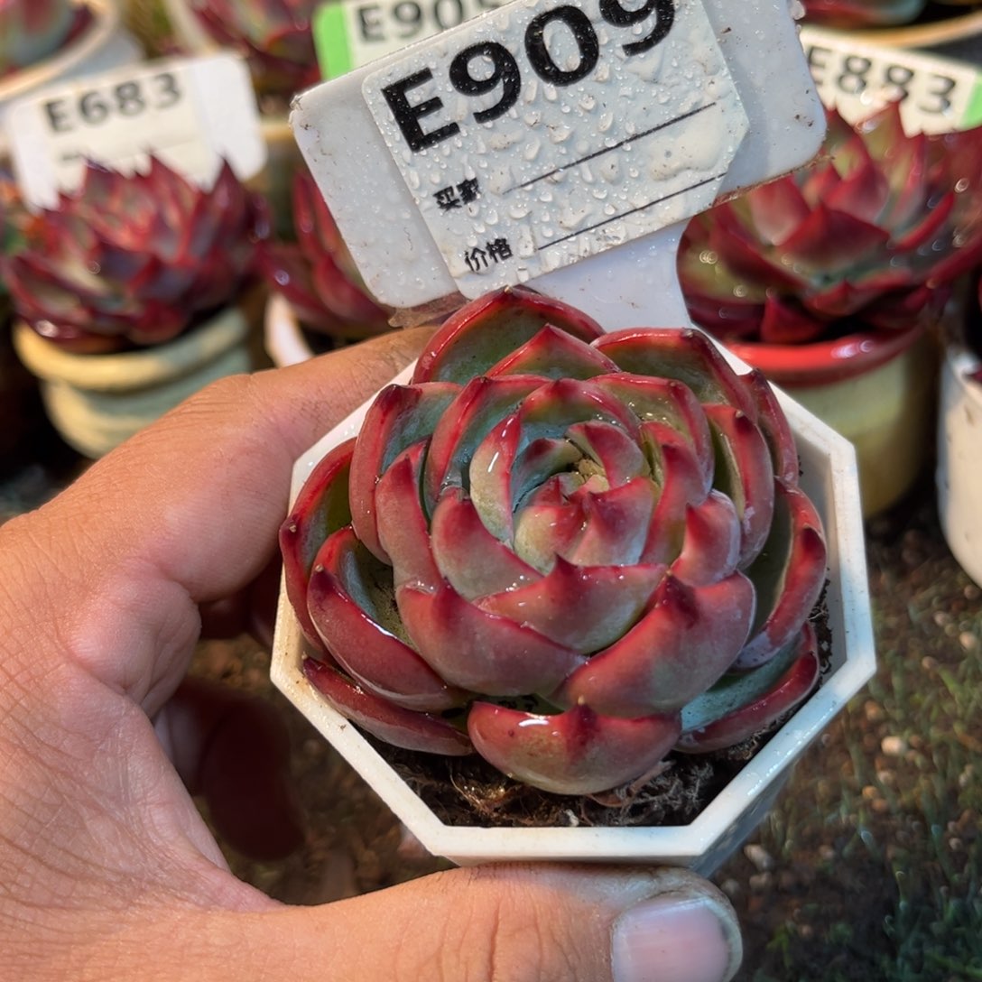 惊鸿一瞥909号多肉