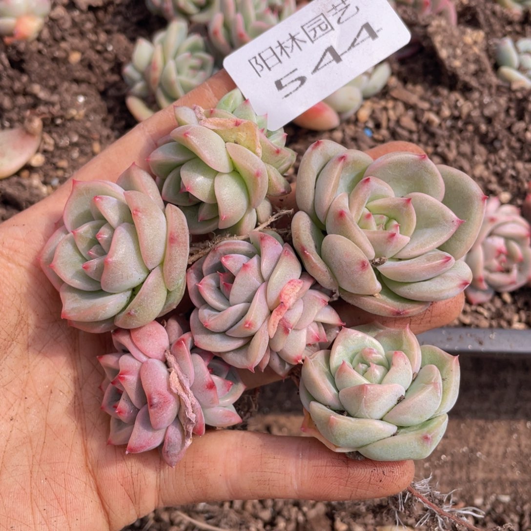 多肉植物多肉植物544