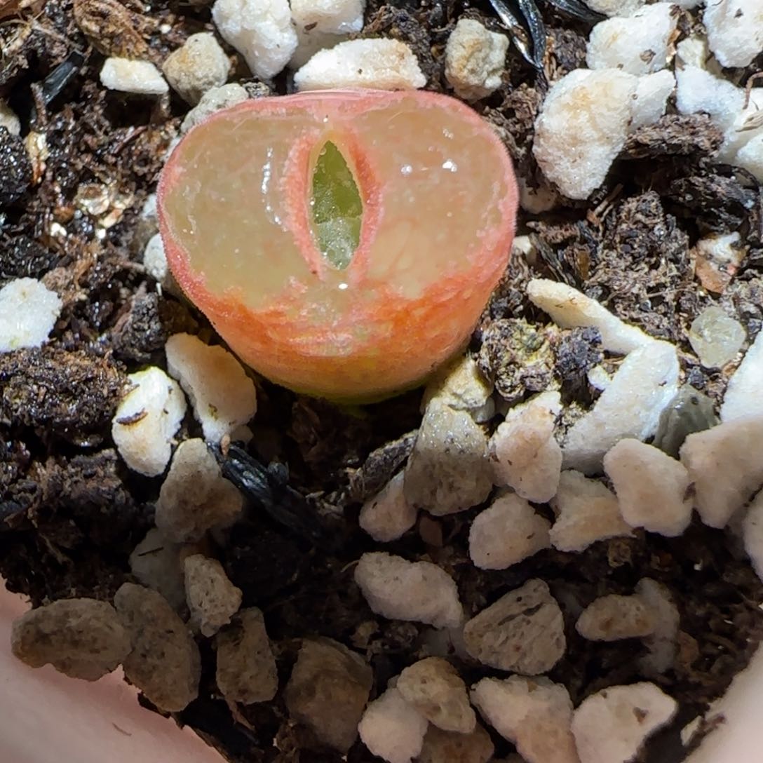 肉锥多肉植物百科-稀有品种1210