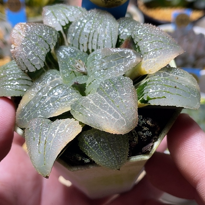 584天空之镜锦母本