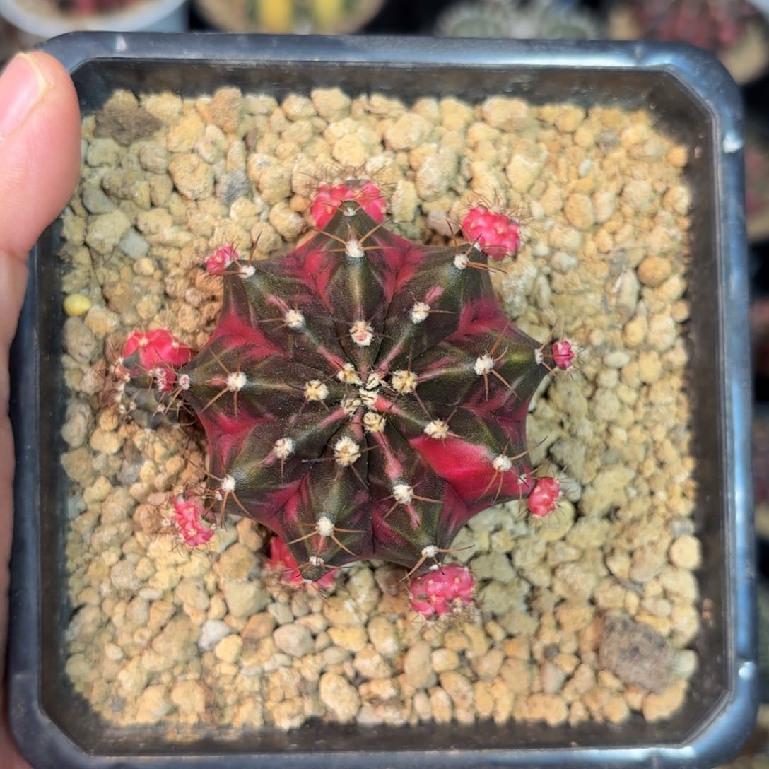 泰系米哈仙人球粉色小马300