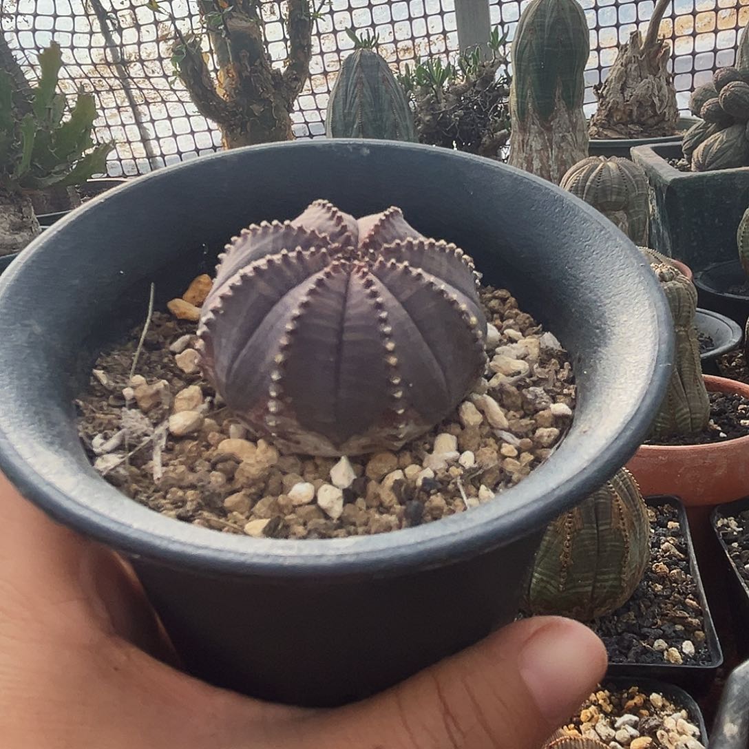 中***年客户专拍，植物特殊性，拍下不退不换