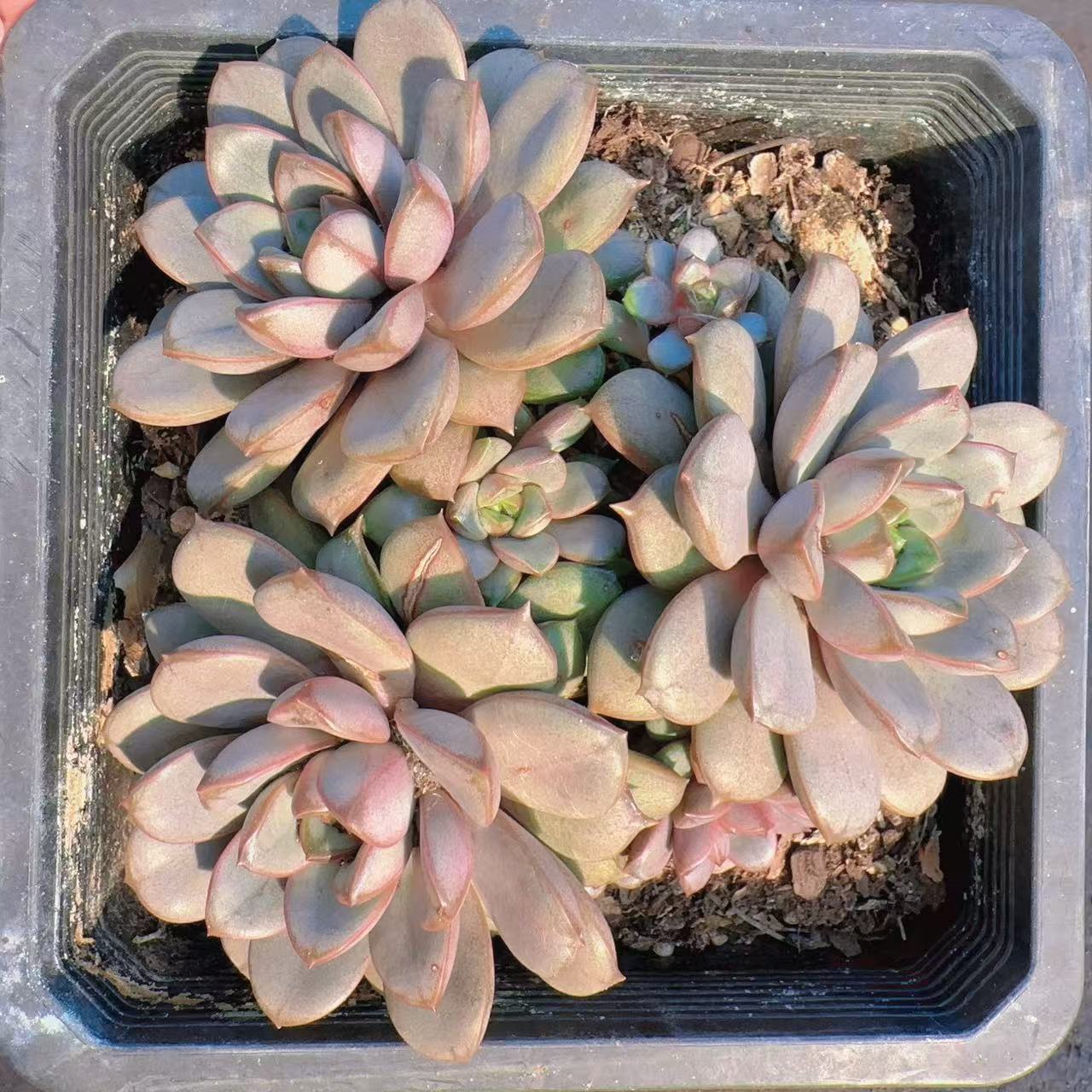 【葡萄 】 多肉植物 绿植盆栽