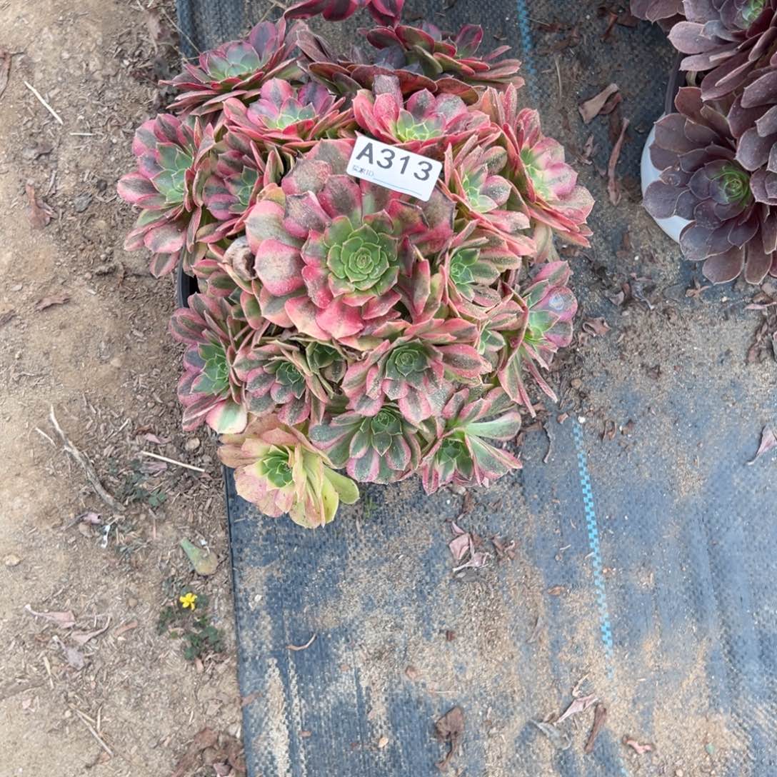 313雨荷多肉植物法师多肉