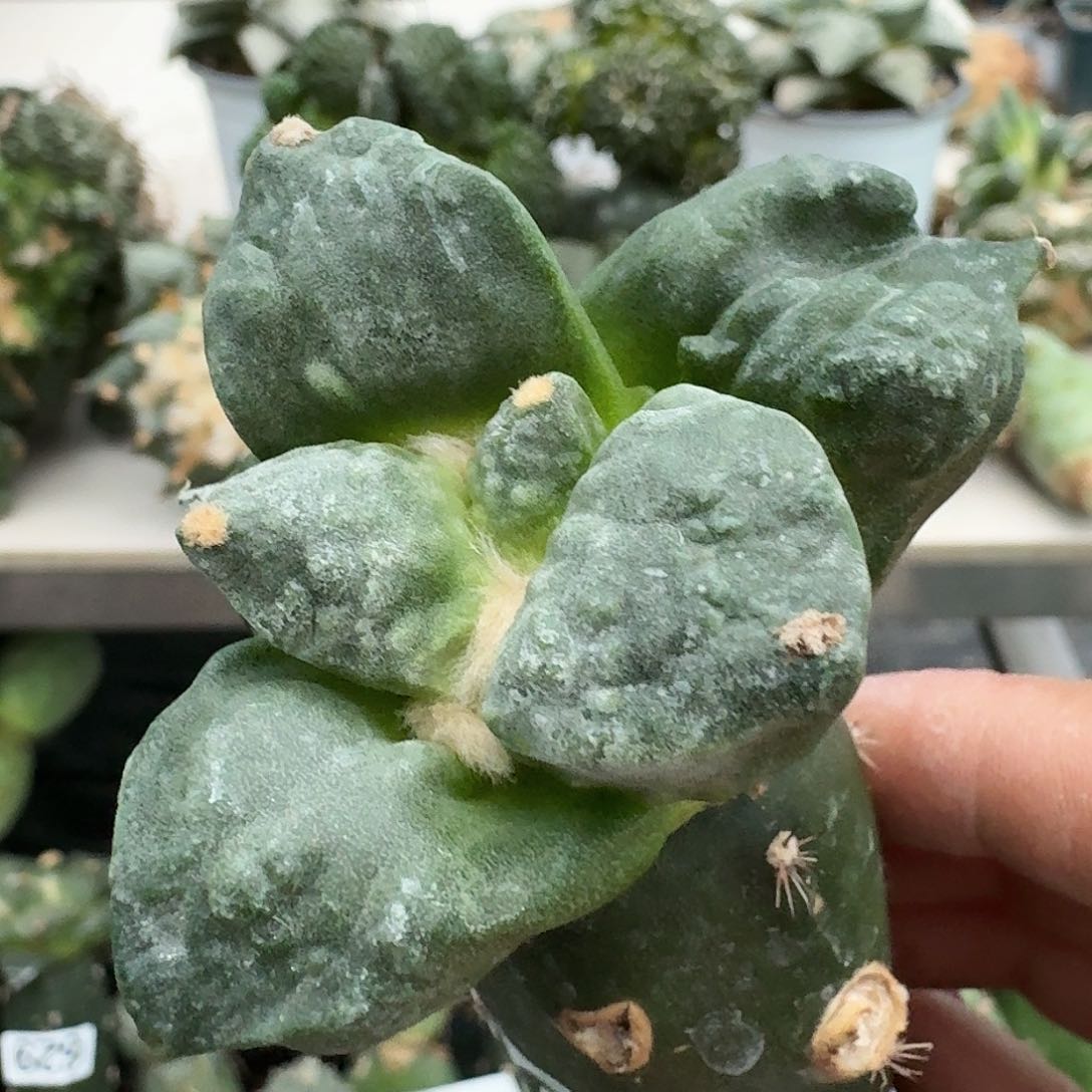 【闪购商品】无花朵呆*潜力股266
